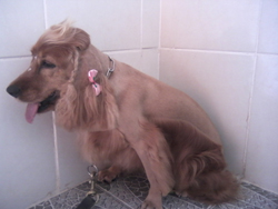 Banho e Tosa 