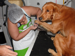 Banho e Tosa 
